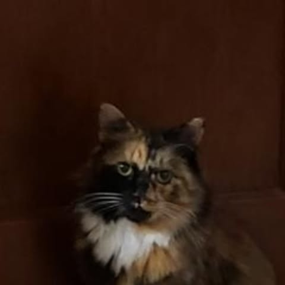 Meet your Posher, Bonnie